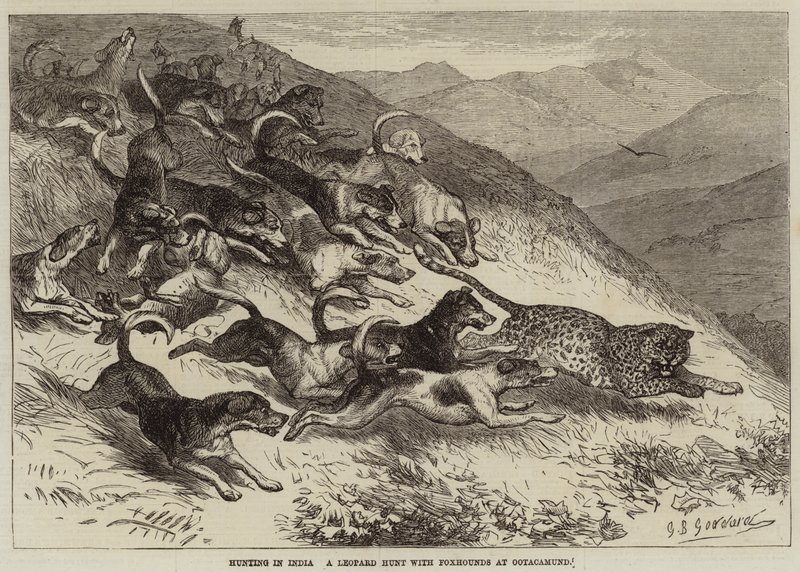 Jacht in India, een luipaardjacht met vossenjacht in Ootacamund door George Bouverie Goddard