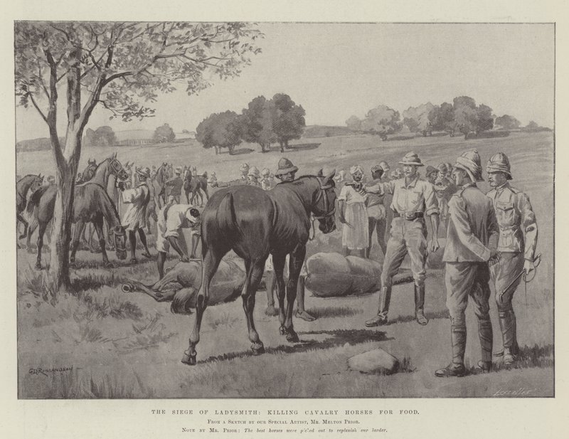 Het Beleg van Ladysmith, het doden van cavaleriepaarden voor voedsel door George Derville Rowlandson