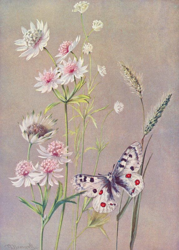 Astrantia major, A minor, en de Apollo vlinder door George Jackson Flemwell