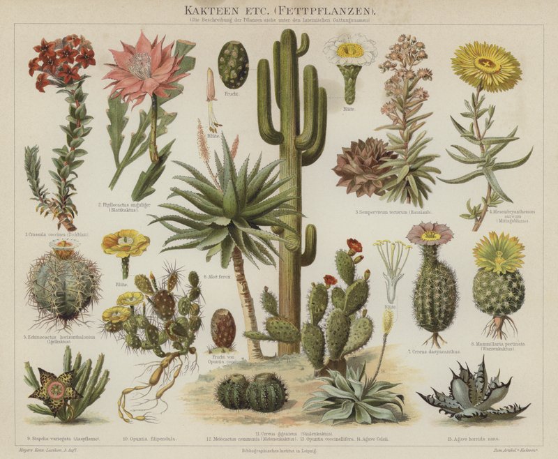 Cactussen en vetplanten door German School
