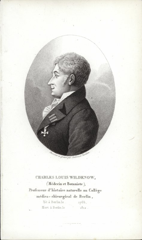 Charles Louis Wildenow door German School