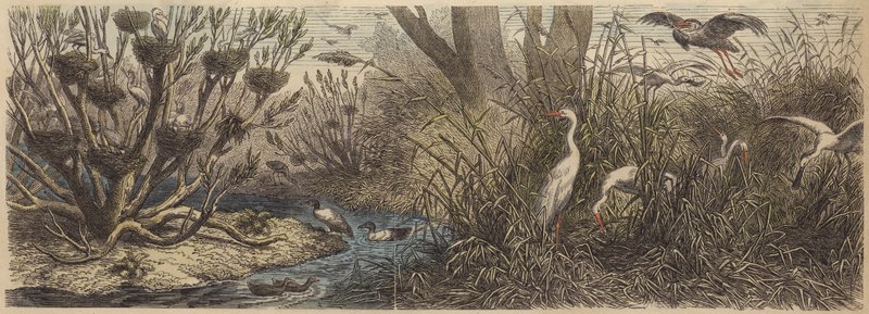 Kolonie watervogels op de rivier Tisza in Hongarije door German School