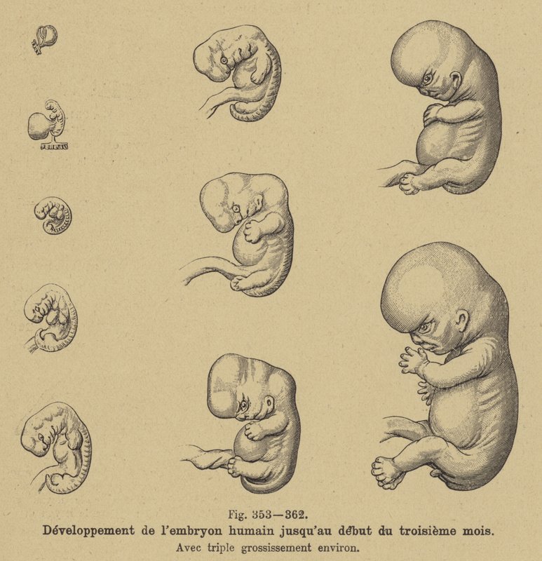 Ontwikkeling van het menselijk embryo in de eerste drie maanden van de zwangerschap door German School