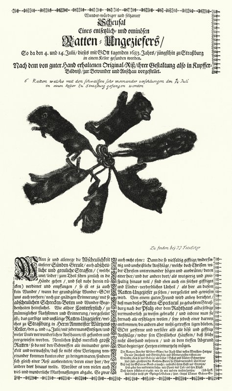 Reuzenratten gevangen in Straatsburg in 1683 (gravure) door German School
