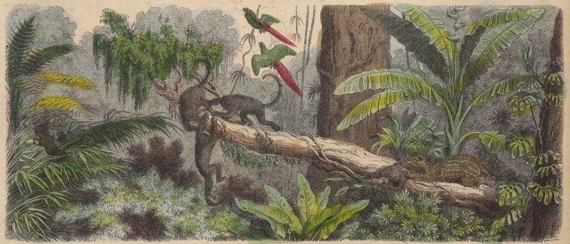 Jungle in Brazilië (gekleurde gravure) door German School