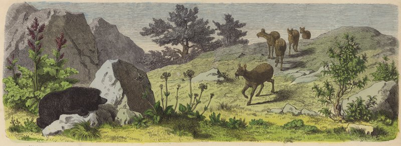 Planten en dieren van de bergen van Azië (gekleurde gravure) door German School