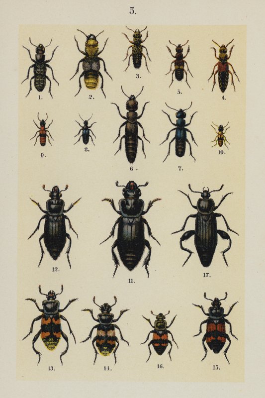 Plaat uit The Young Beetle-Collector