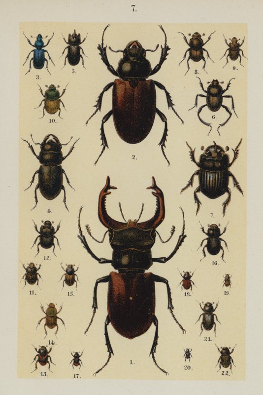 Plaat uit The Young Beetle-Collector