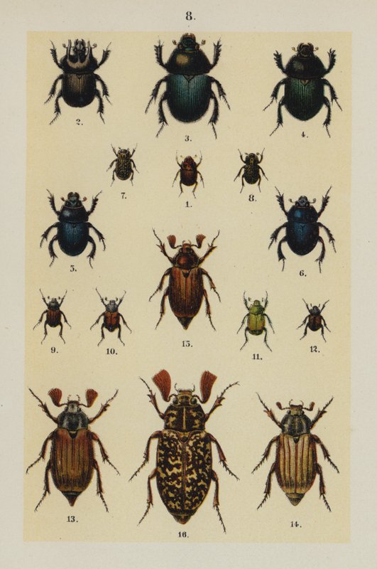 Plaat uit The Young Beetle-Collector