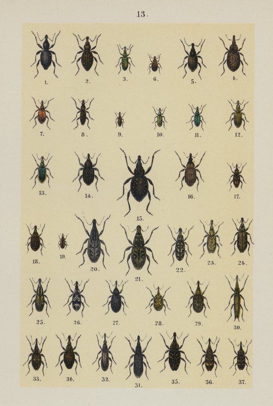 Plaat uit The Young Beetle-Collector