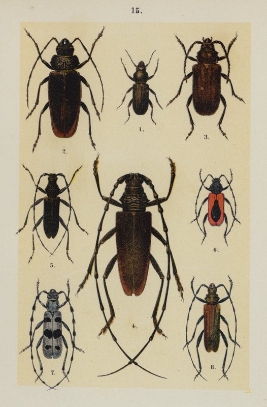 Plaat uit The Young Beetle-Collector