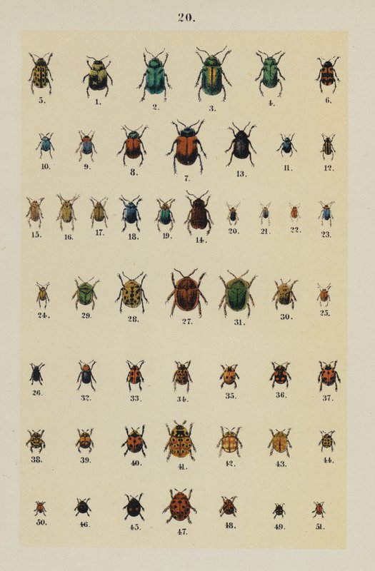 Plaat uit The Young Beetle-Collector