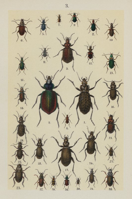 Plaat uit The Young Beetle-Collector
