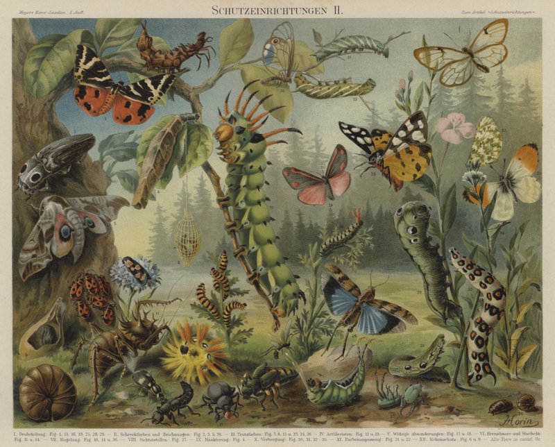 Zelfverdedigingsmechanismen in Insecten door German School