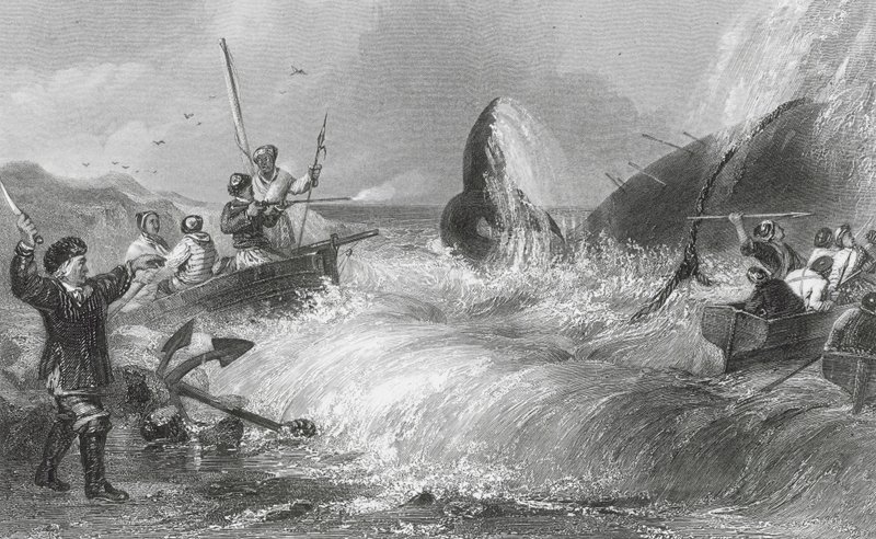 De walvis aan de kust door H. Melville