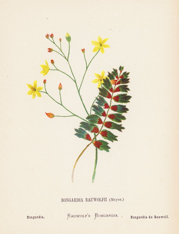 Wilde bloemen van het Heilige Land: Bongardia Rauwolfii, Meyer; Bongardia door Hannah Zeller