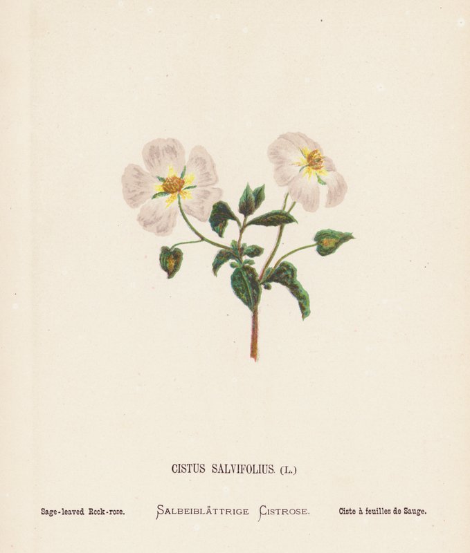 Wilde Bloemen van het Heilige Land: Cistus Salvifolius; Saliebladige Rookroos door Hannah Zeller