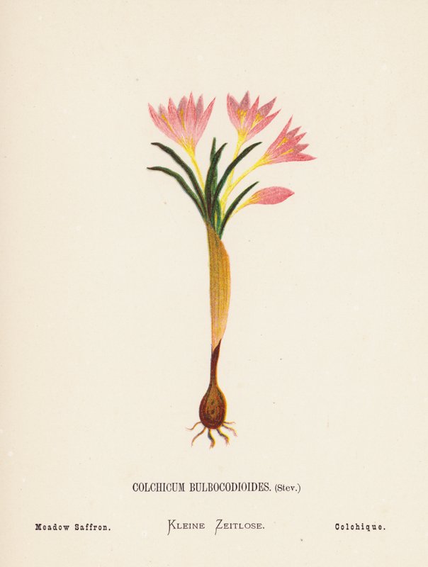 Wilde bloemen van het Heilige Land: Colchicum Bulbocodioides, Stev; Weide Saffraan door Hannah Zeller