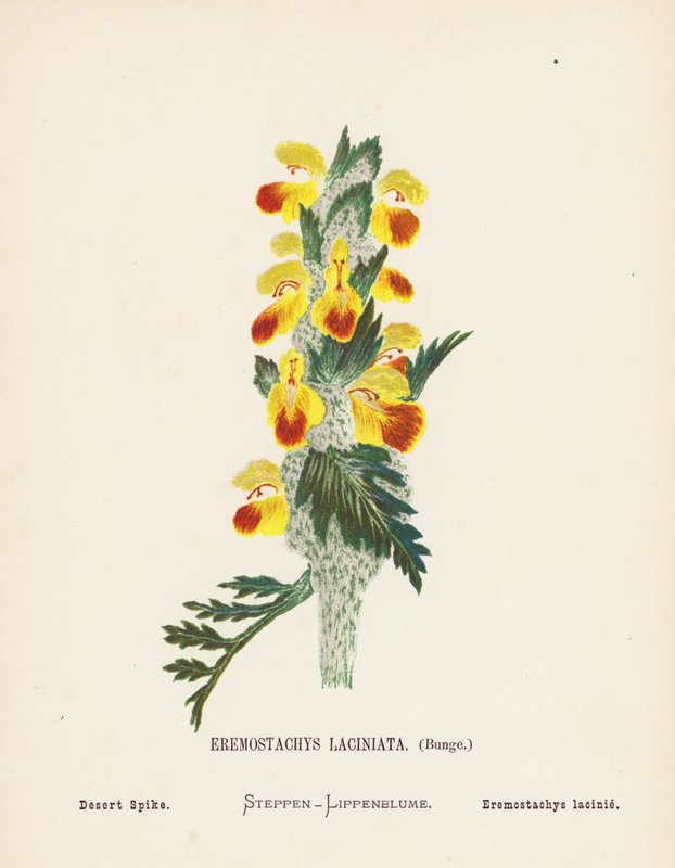 Wilde bloemen van het Heilige Land: Eremostachys Laciniata, Bunge; Woestijnspike door Hannah Zeller