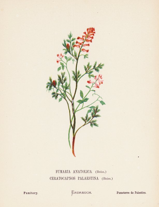 Wilde bloemen van het Heilige Land: Fumaria Anatolica, Boiss, Ceratocapnos Palaestina, Boiss; Duivenkervel door Hannah Zeller