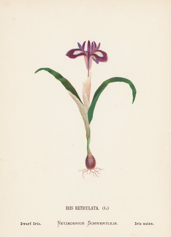 Wilde Bloemen van het Heilige Land: Iris Reticulata; Dwergiris (gekleurde gravure) door Hannah Zeller