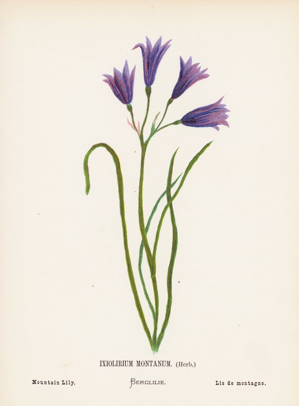 Wilde bloemen van het Heilige Land: Ixiolirium Montanum, kruid; berglelie door Hannah Zeller