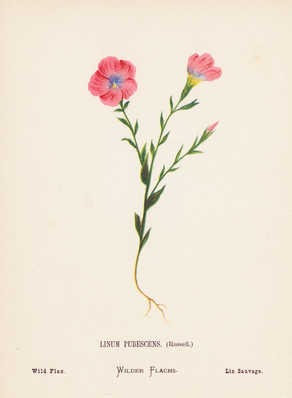 Wilde Bloemen van het Heilige Land: Linum Pubescens, Russell; Wilde Vlas door Hannah Zeller