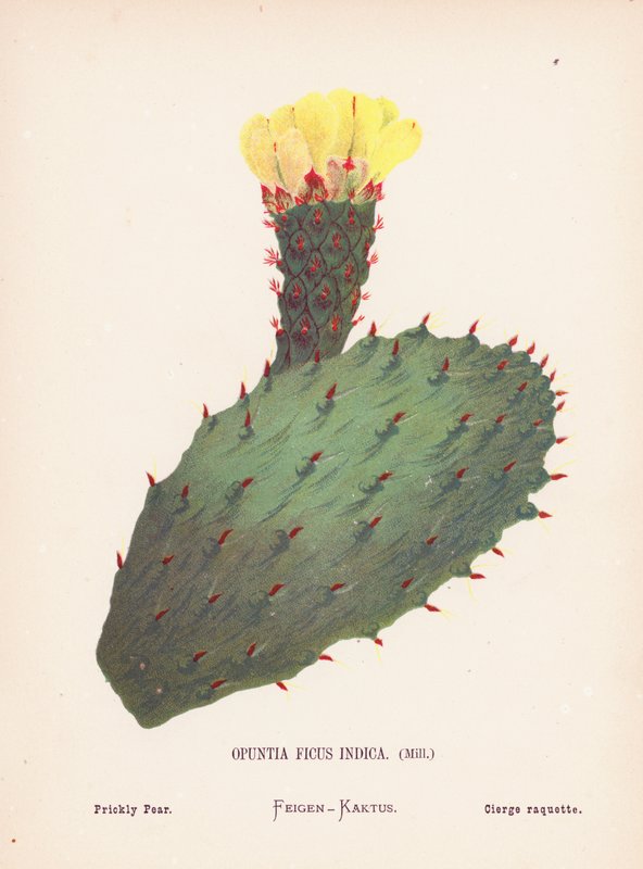Wilde bloemen van het Heilige Land: Opuntia Ficus Indica, Mill; Vijgcactus door Hannah Zeller