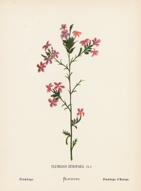 Wilde bloemen van het Heilige Land: Plumbago Europaea; Plumbago door Hannah Zeller
