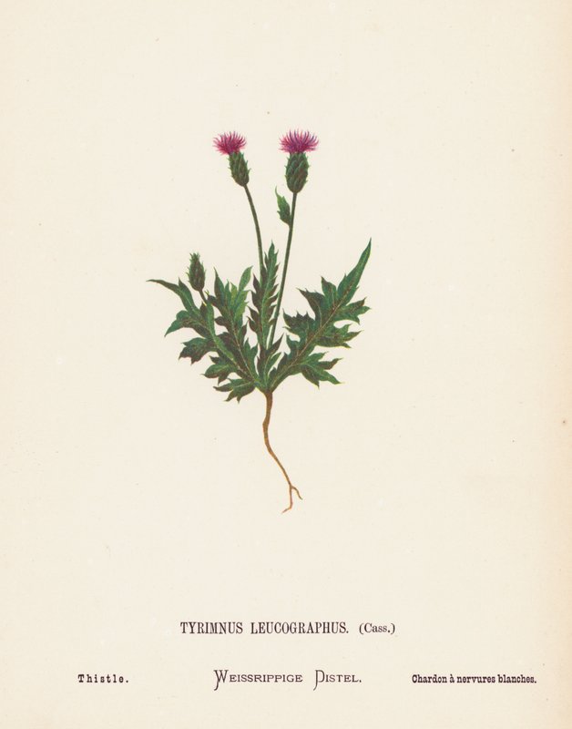 Wilde bloemen van het Heilige Land: Tyrimnus Leucographus, Cass; Distel door Hannah Zeller