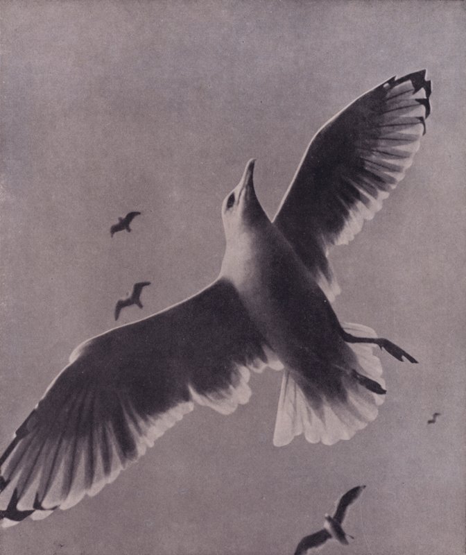 Snel en hoogvliegend, Meredith door Harold Burdekin