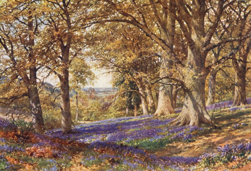 Een Helling van Blauwe Klokjes, Hascombe door Harold Sutton Palmer