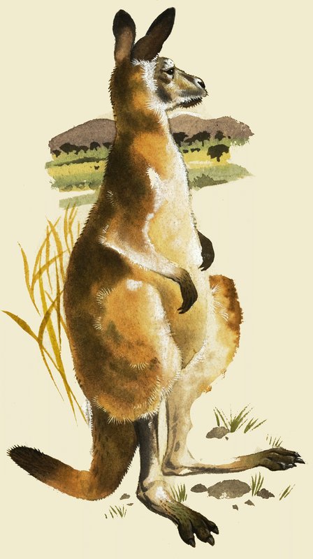 De kangoeroe door Harold Tamblyn Watts