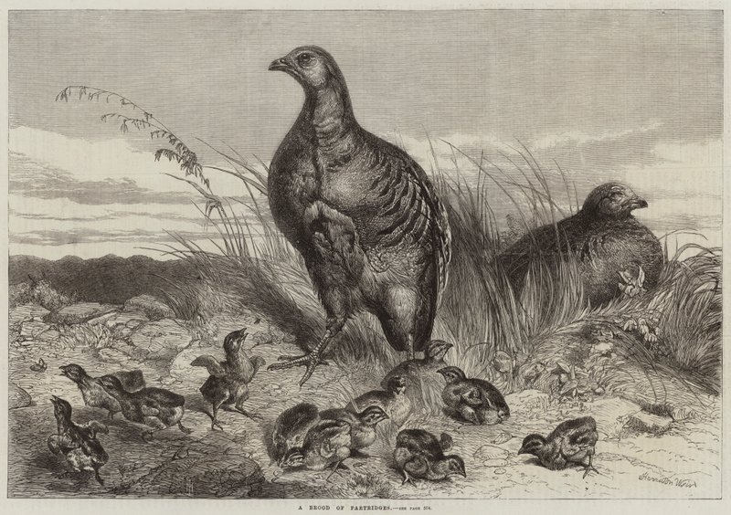 Een Broedsel van Patrijzen door Harrison William Weir