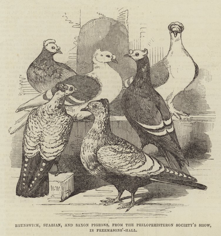 Brunswick, Zwabische en Saksische Duiven, van de Philoperisteron Society