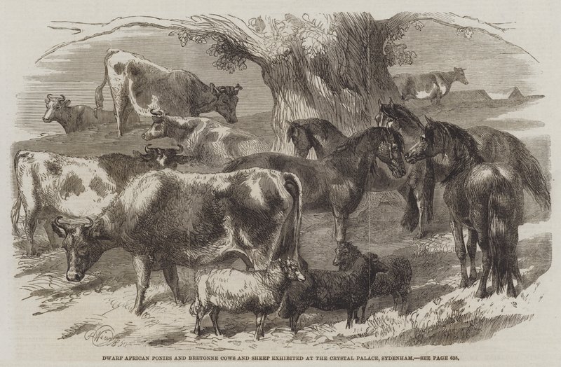Dwerg Afrikaanse Pony