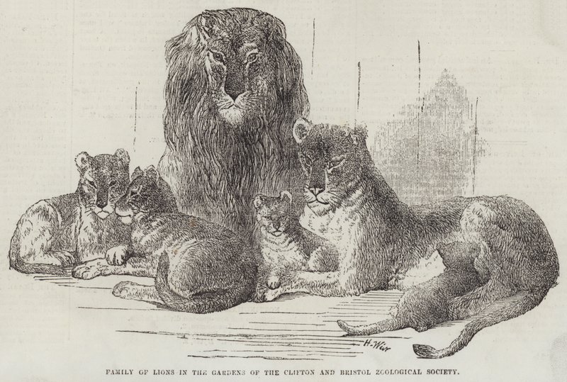 Familie van Leeuwen in de Tuinen van de Clifton en Bristol Zoological Society door Harrison William Weir