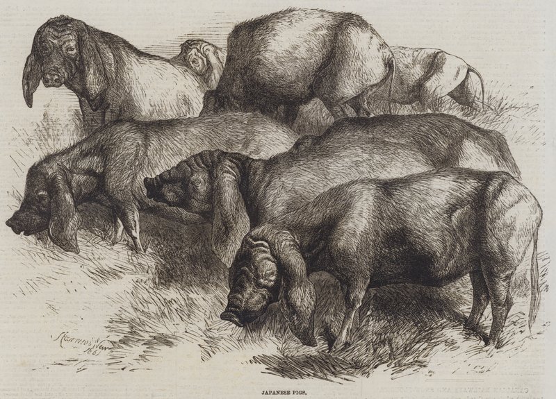 Japanse Varkens door Harrison William Weir