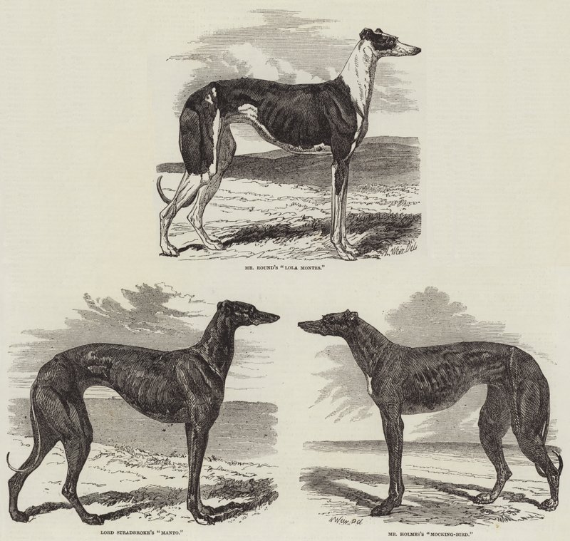 Newmarket Coursing Meeting door Harrison William Weir