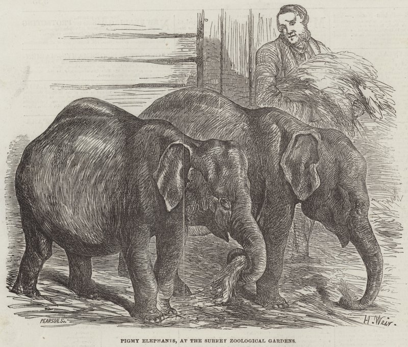 Dwergolifanten, in de Surrey Zoological Gardens door Harrison William Weir