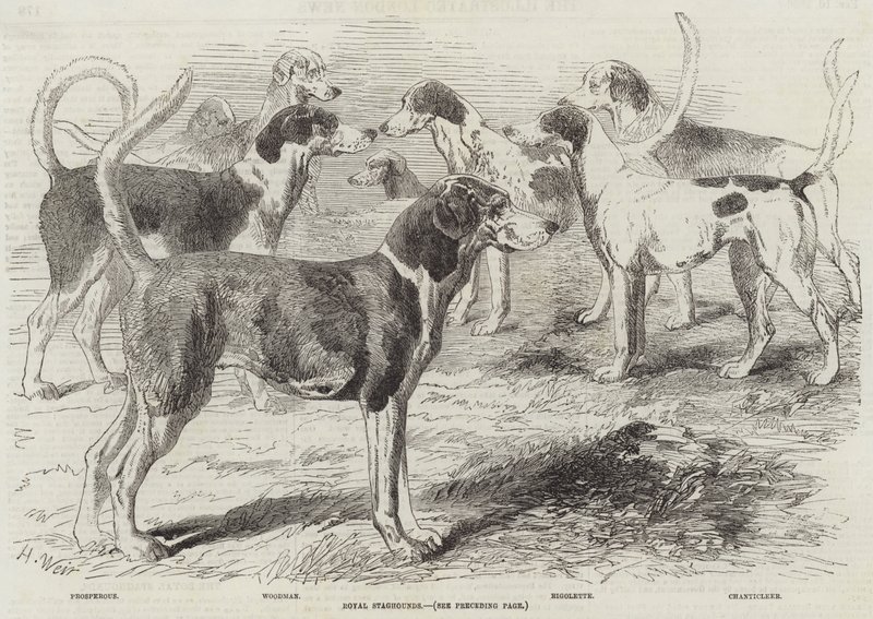 Koninklijke hertenjacht door Harrison William Weir