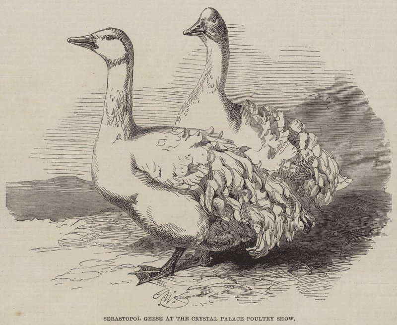 Sebastopol-ganzen op de Crystal Palace Poultry Show door Harrison William Weir