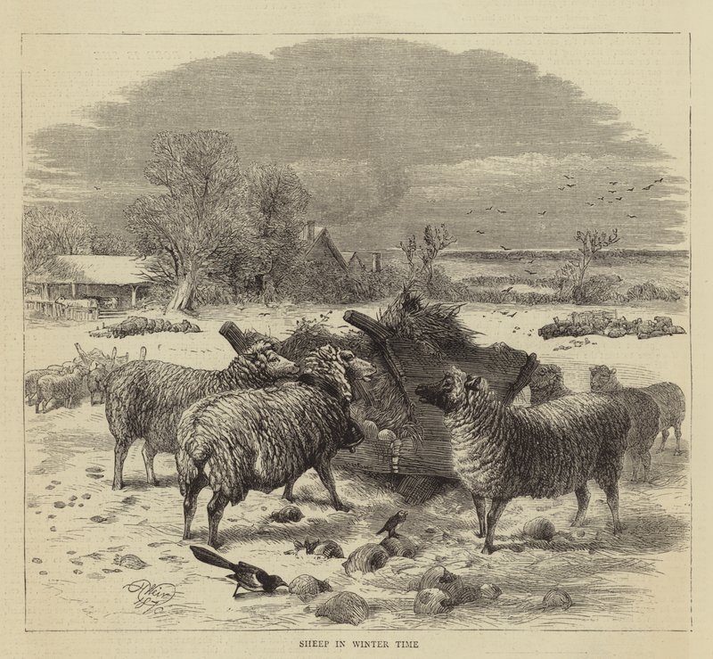 Schapen in de Winter door Harrison William Weir