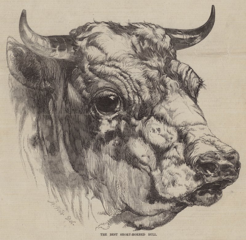 De beste korthoornige stier door Harrison William Weir