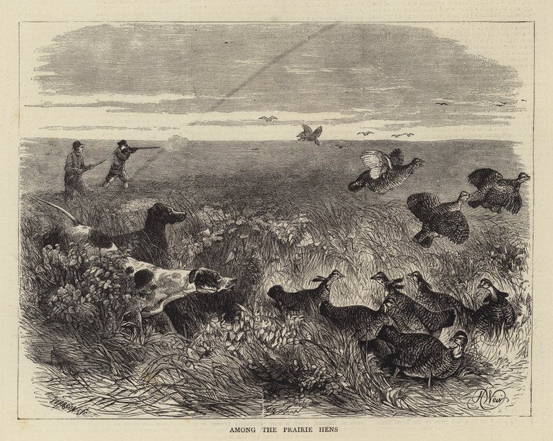 Onder de prairiehoenders door Harrison William Weir