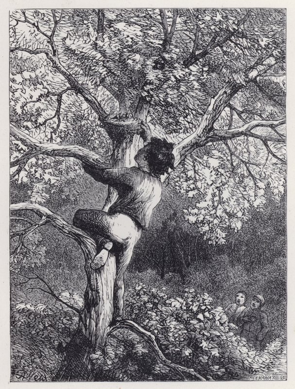 Het Nest van de Vinken Nemen door Harrison William Weir