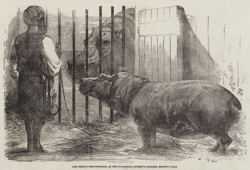 Het Vrouwtjesnijlpaard, in de Tuin van de Zoological Society, Regent