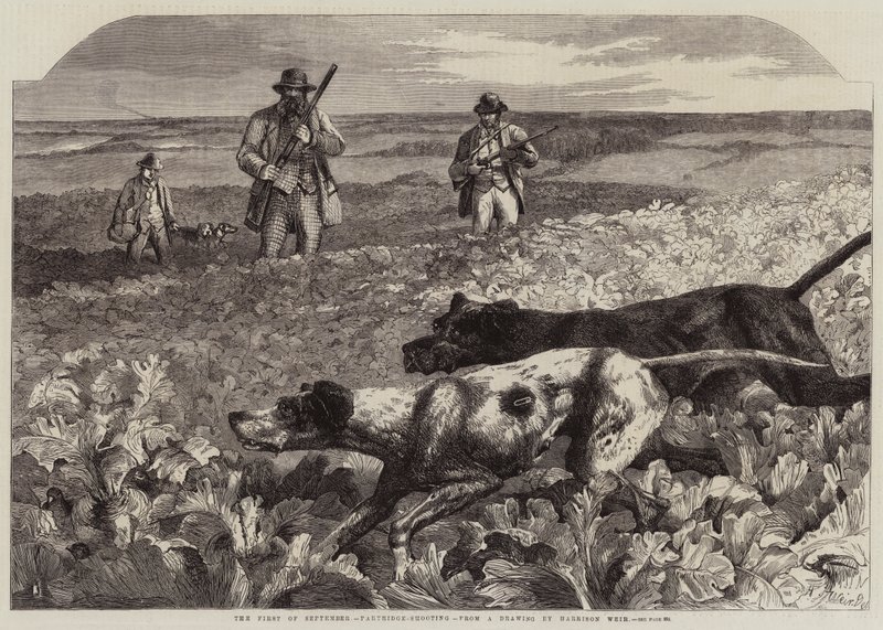 De Eerste van September, Patrijzenjacht door Harrison William Weir