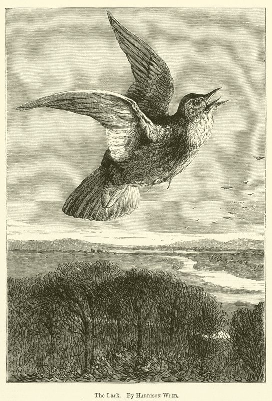 De leeuwerik door Harrison William Weir