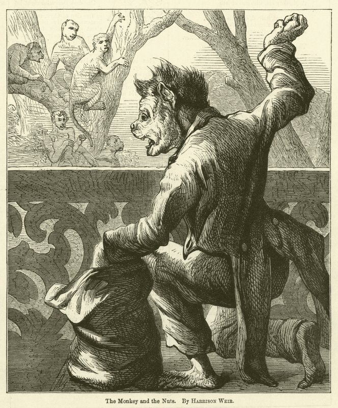 De Aap en de Noten door Harrison William Weir